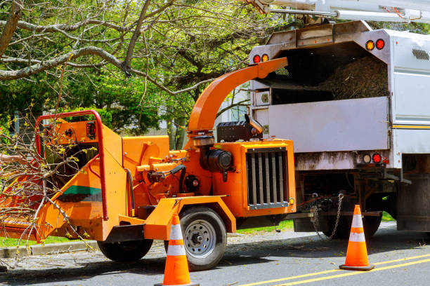 How Our Tree Care Process Works  in  Marianna, FL