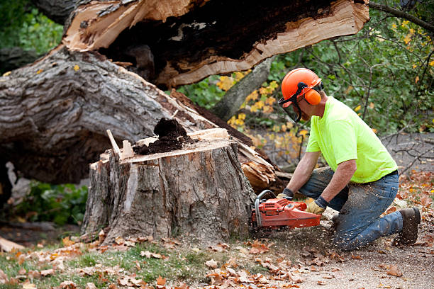 Professional Tree Services in Marianna, FL