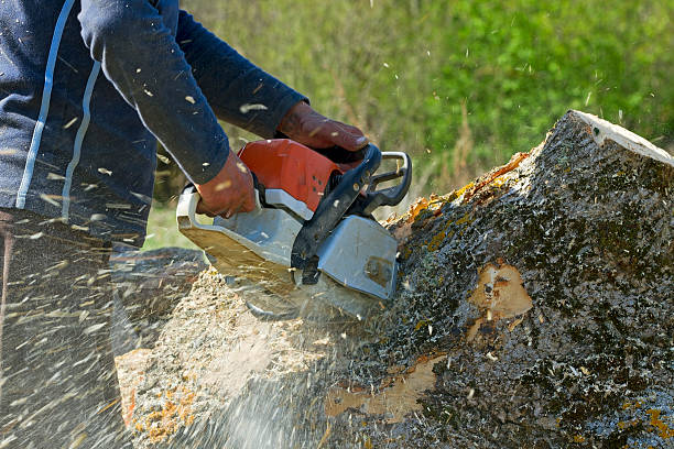 Leaf Removal in Marianna, FL